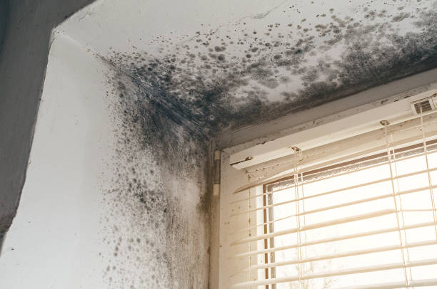 Affordable Commercial Mold Remediation solutions in Micro, NC